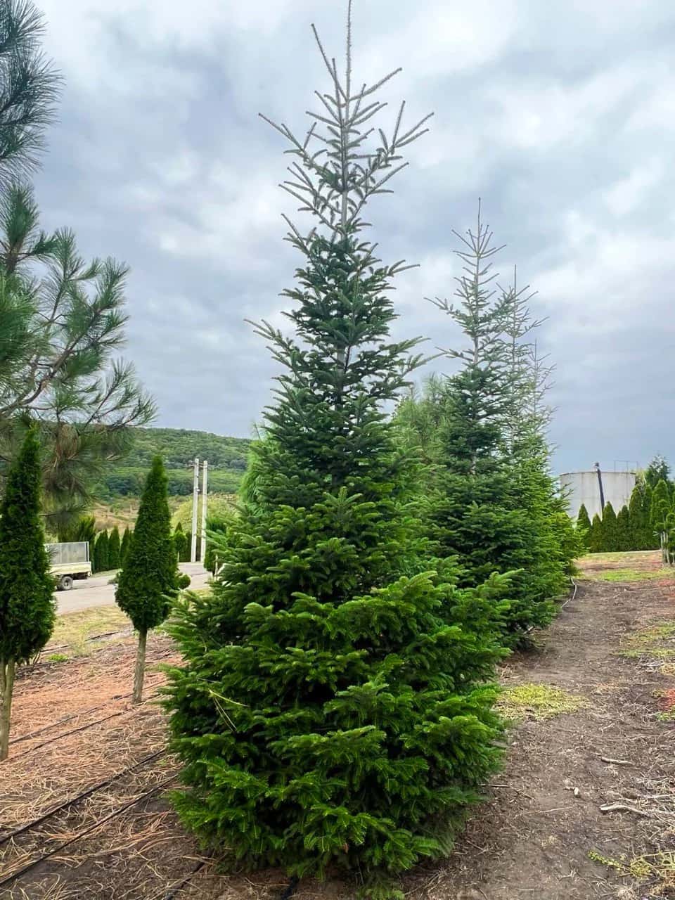 European silver fir — illustrative plant photo