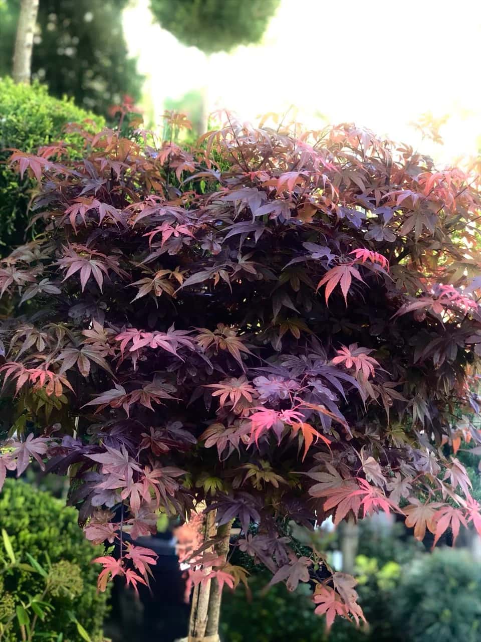 Japanese maple ‘Skeeter’s Broom’ — illustrative plant photo
