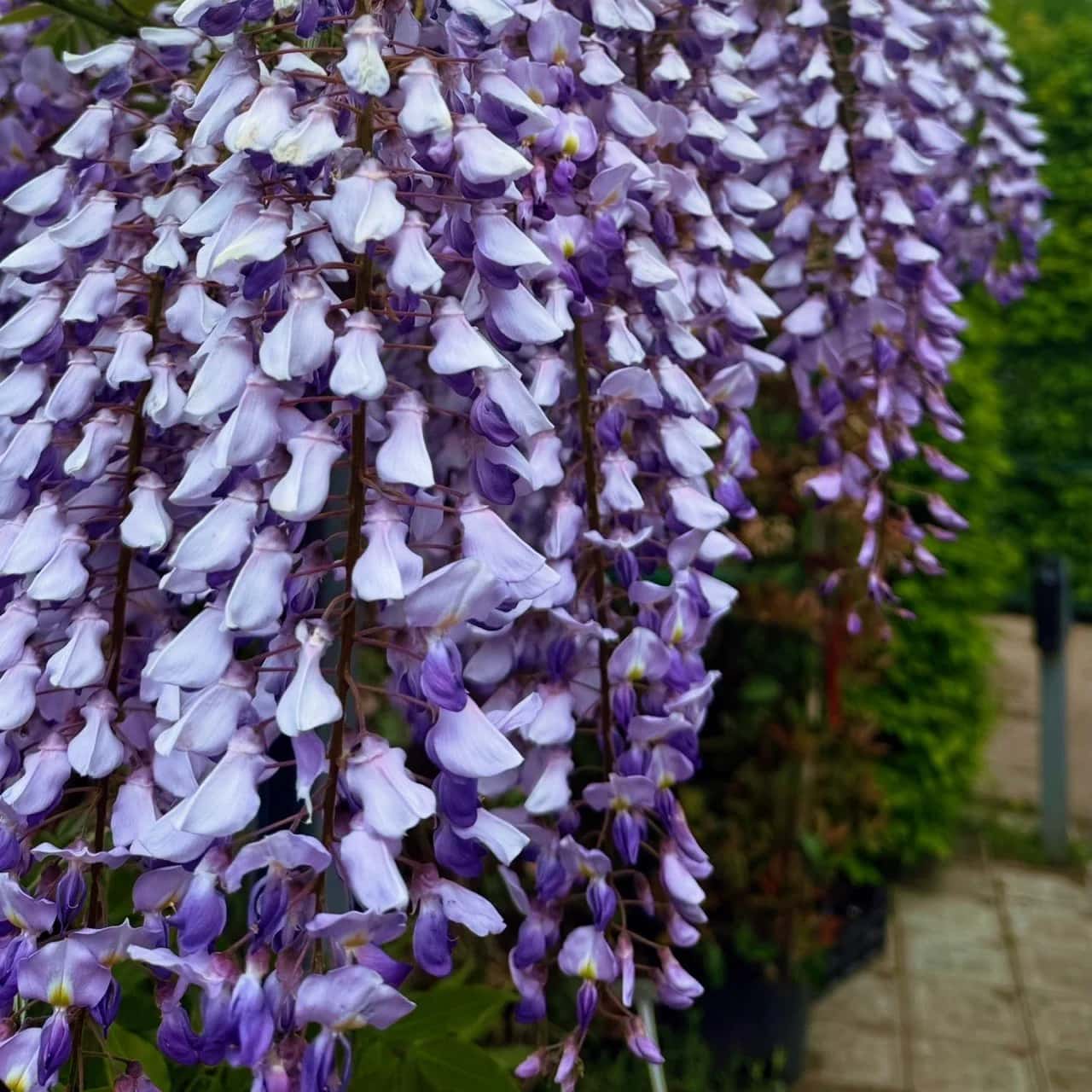 Глициния (Wisteria)