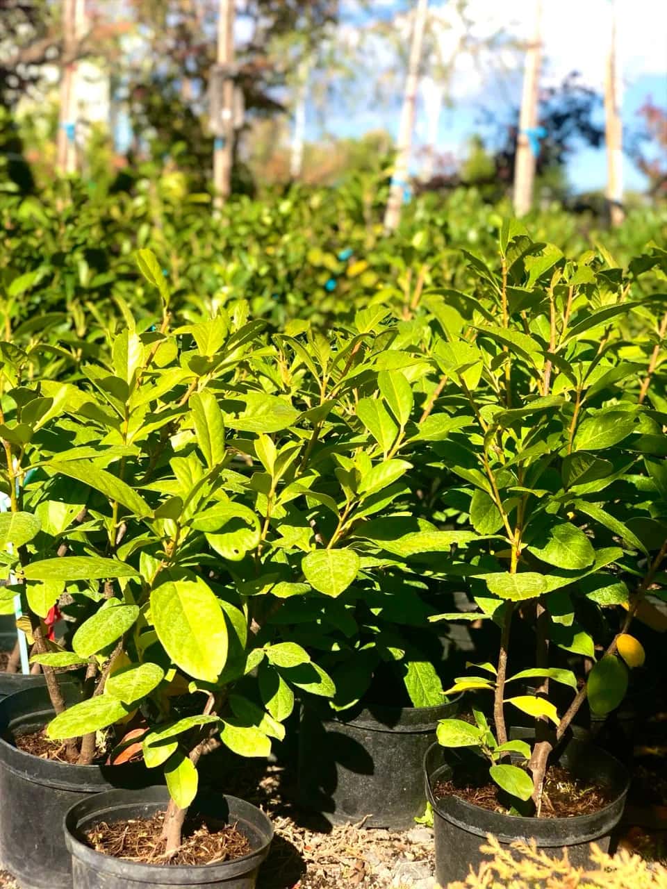 Лавровишня «Rotundifolia»