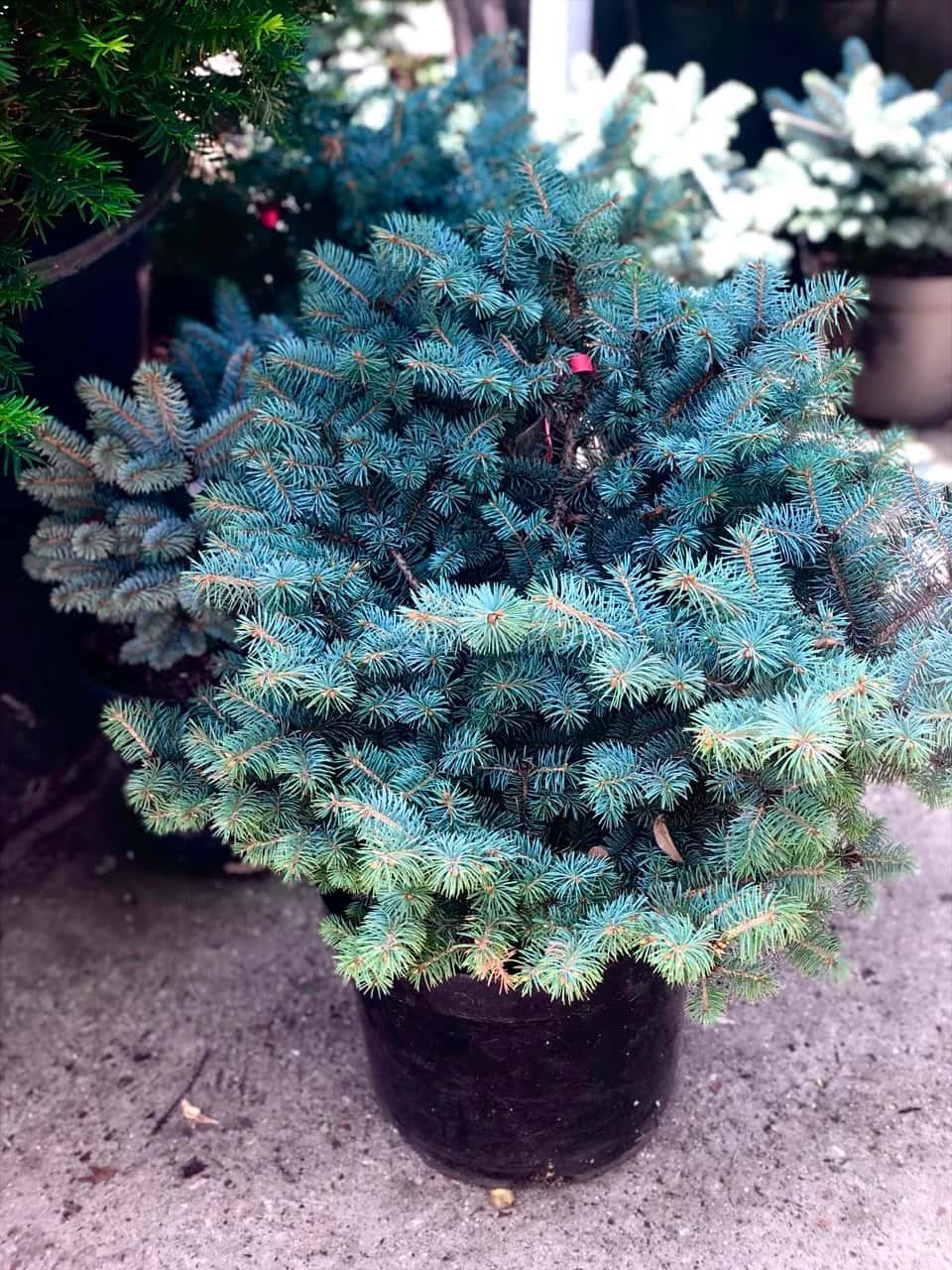 Ель «Glauca Globosa»