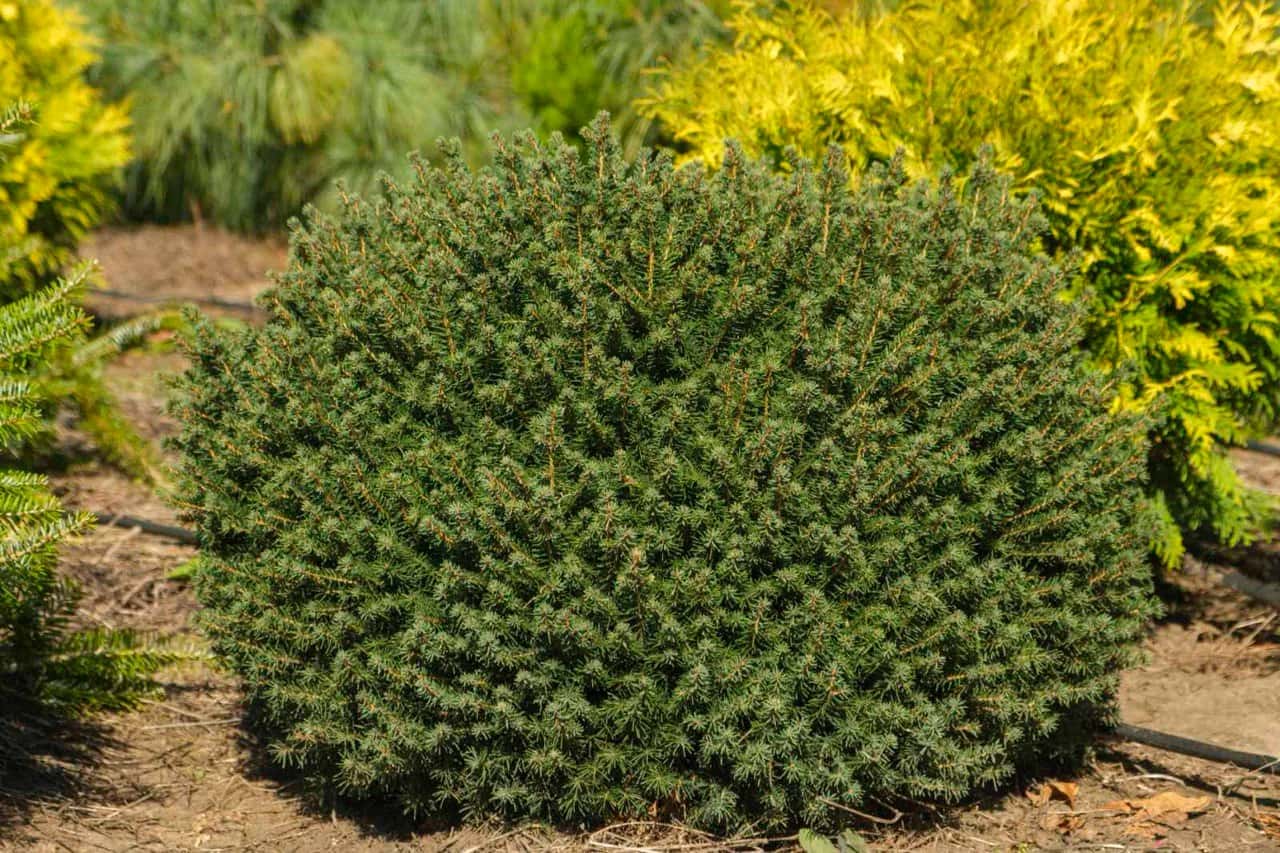 Ель «Nidiformis»