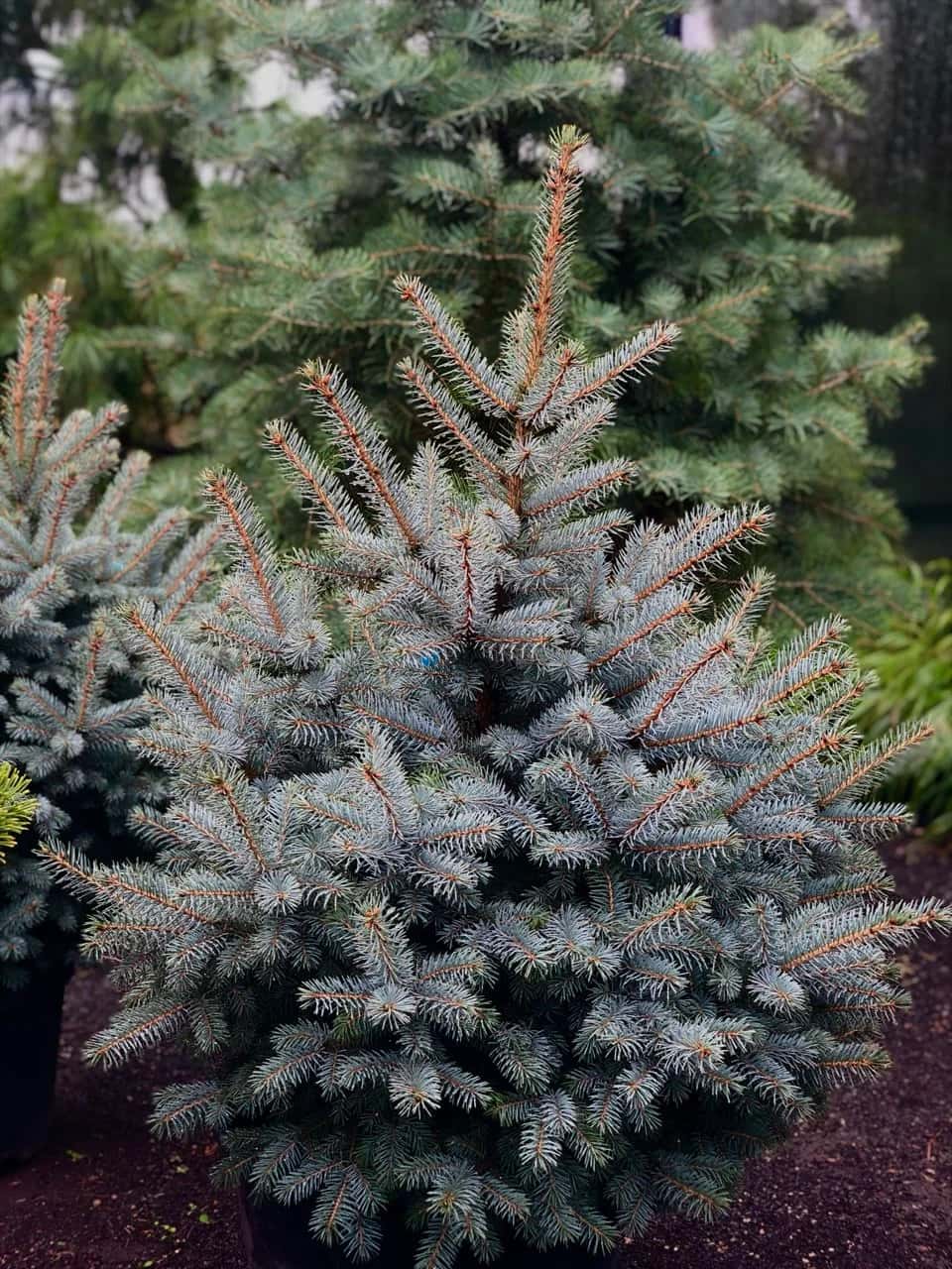 Ель колючая «Glauca»