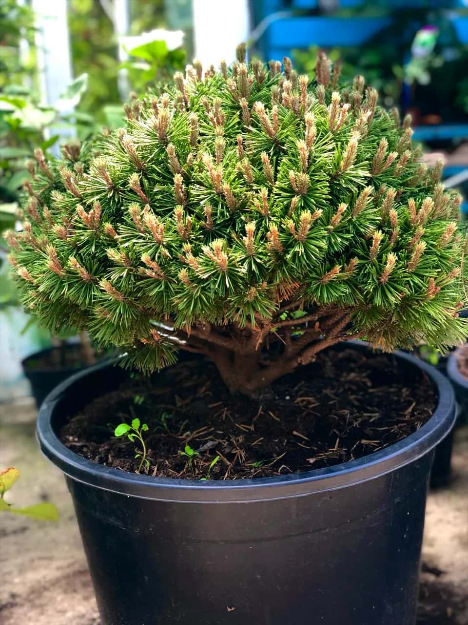 Mountain pine ‘Mops’ — illustrative plant photo