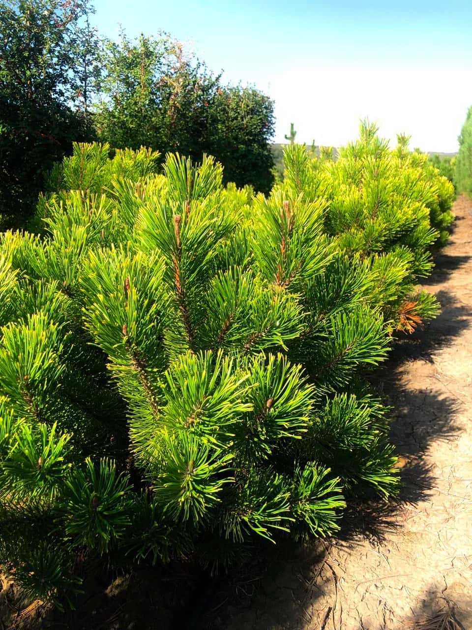 Mountain pine ‘Zundert’ — illustrative plant photo