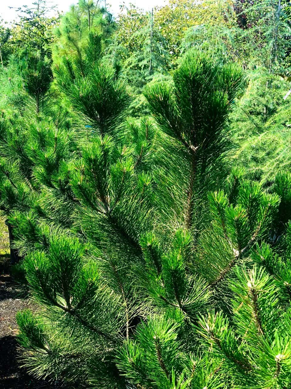 Black pine — illustrative plant photo