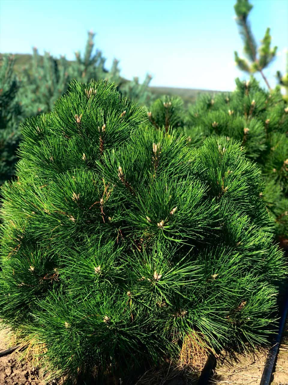 Japanese black pine ‘Thunderhead’ — illustrative plant photo