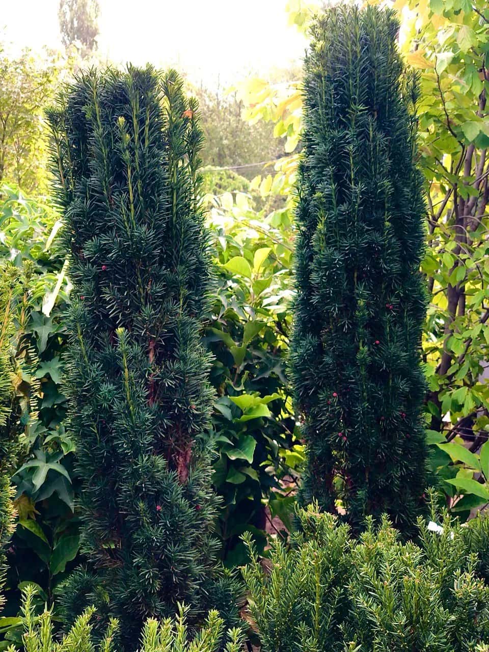 Тис «Fastigiata Robusta»