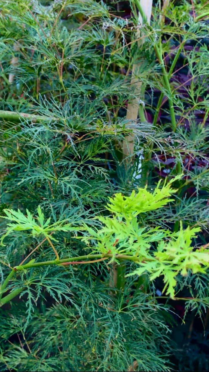 Клён дланевидный «Emerald Lace»