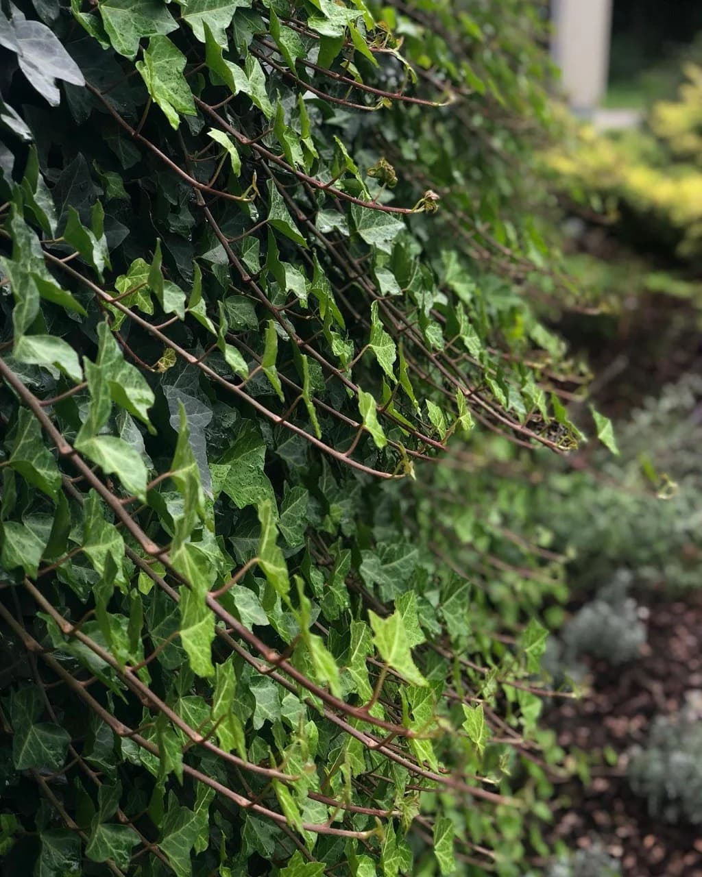 Плющ (Hedera)