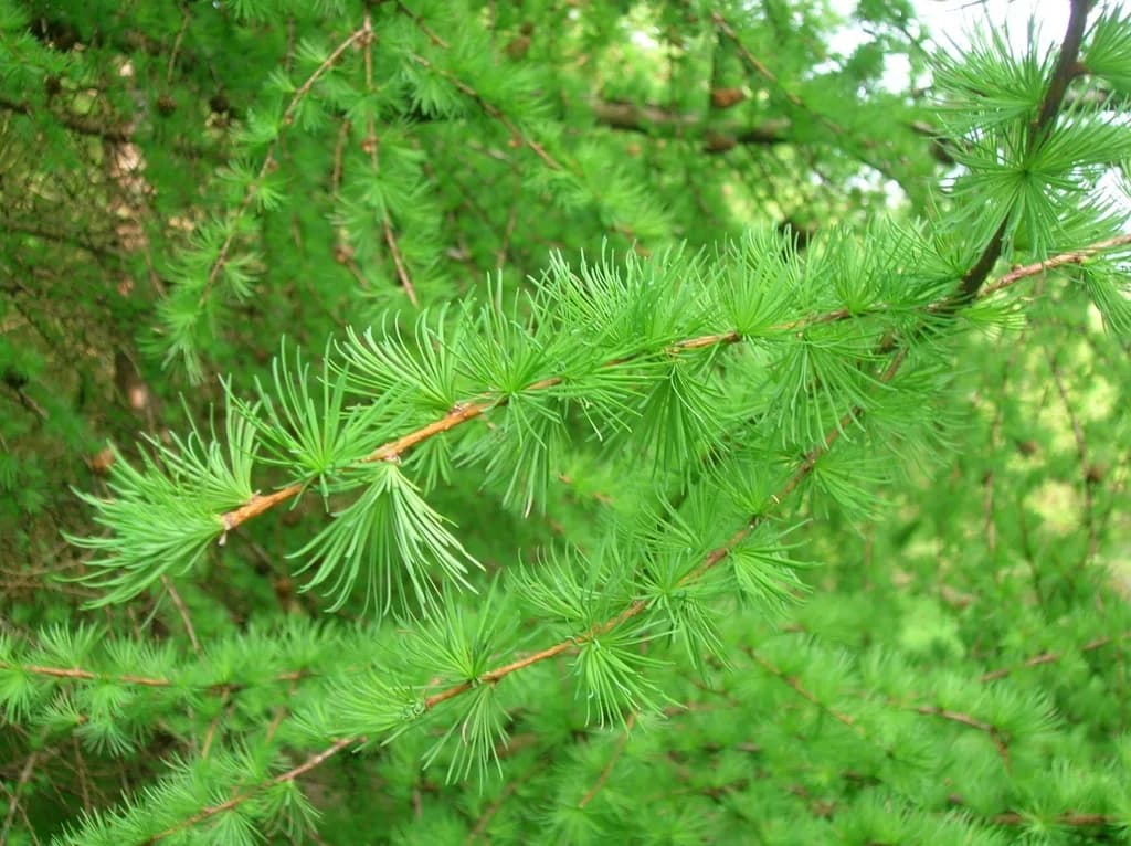 Лиственница (Larix)