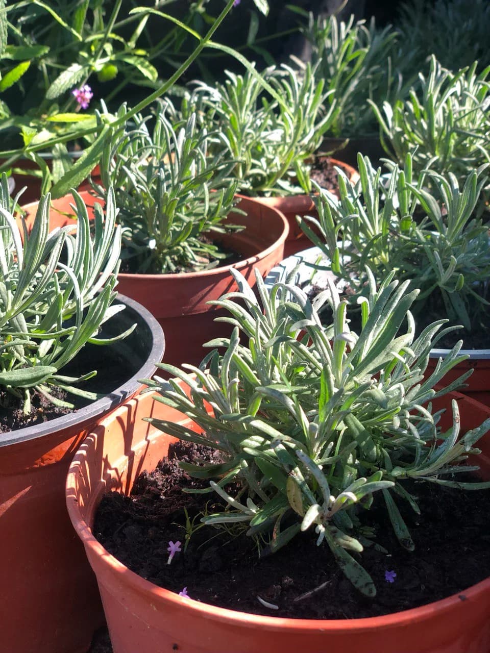 Лаванда узколистная (Lavandula angustifolia)