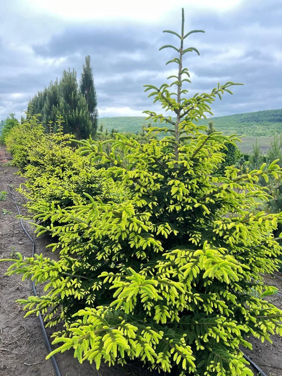 Ель «Aureospicata»