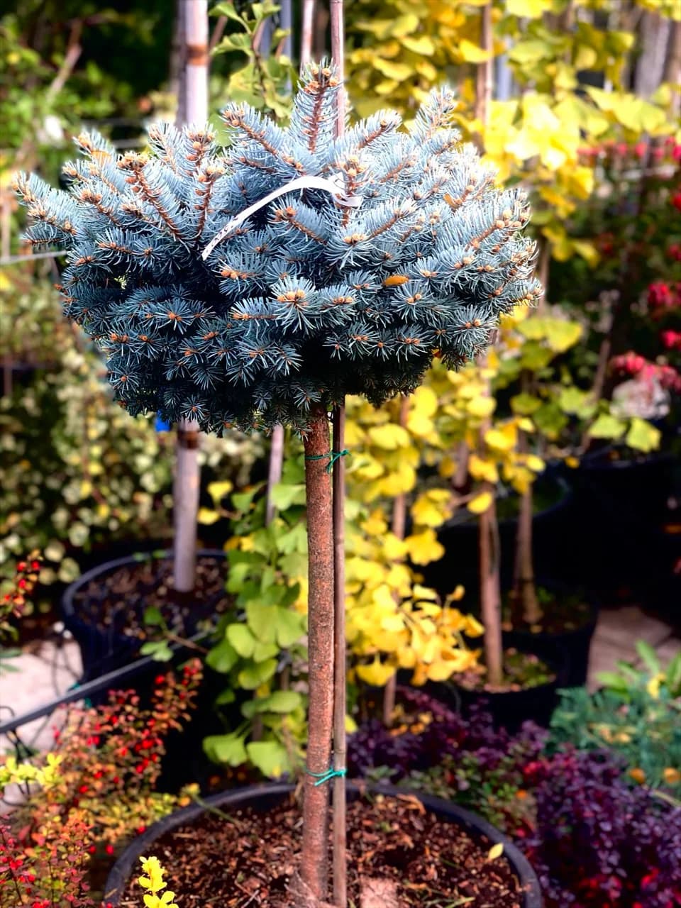 Ель «Glauca Globosa» на штамбе