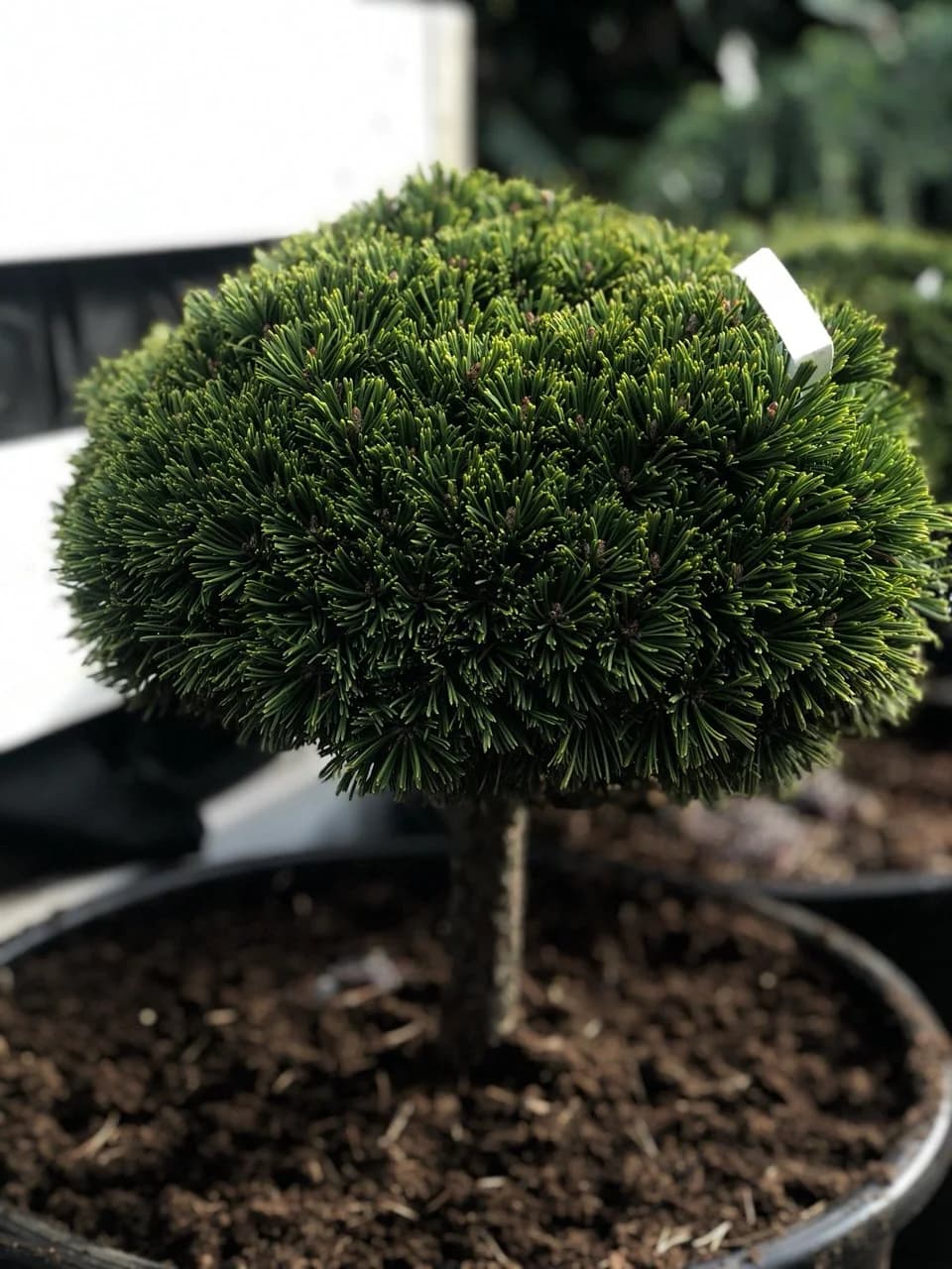 Сосна «Mini Mops» на штамбе