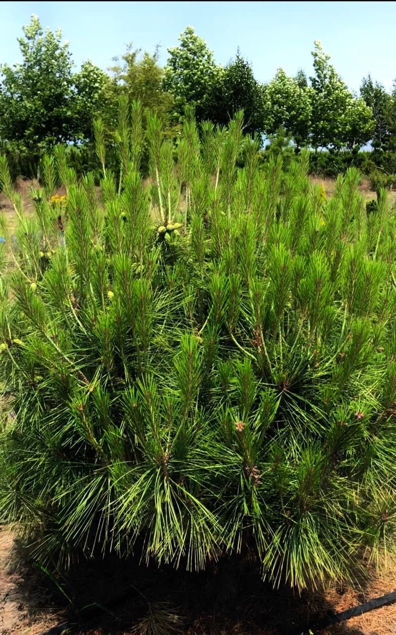 Сосна «Umbraculifera»