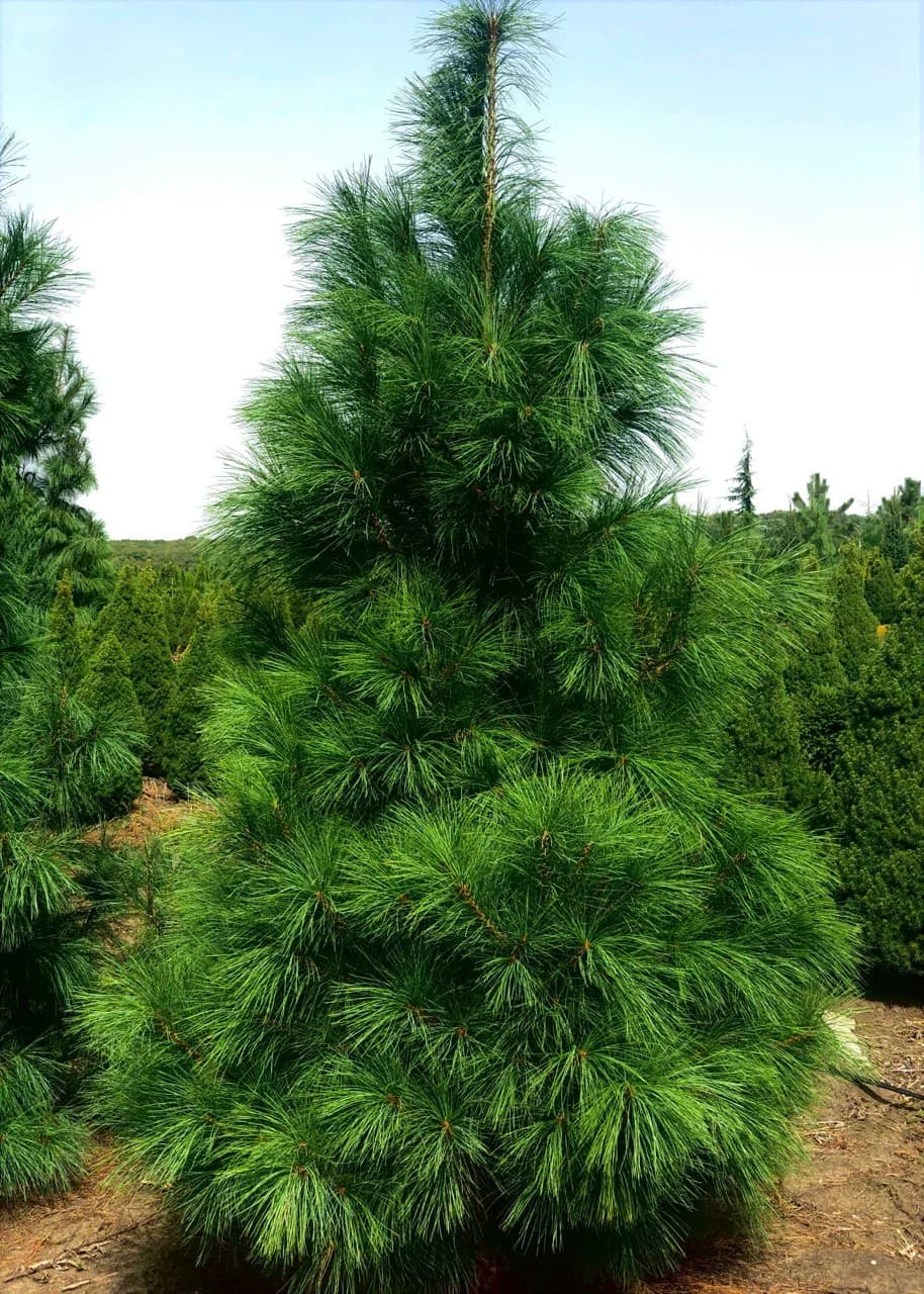 Сосна гималайская (Pinus wallichiana)