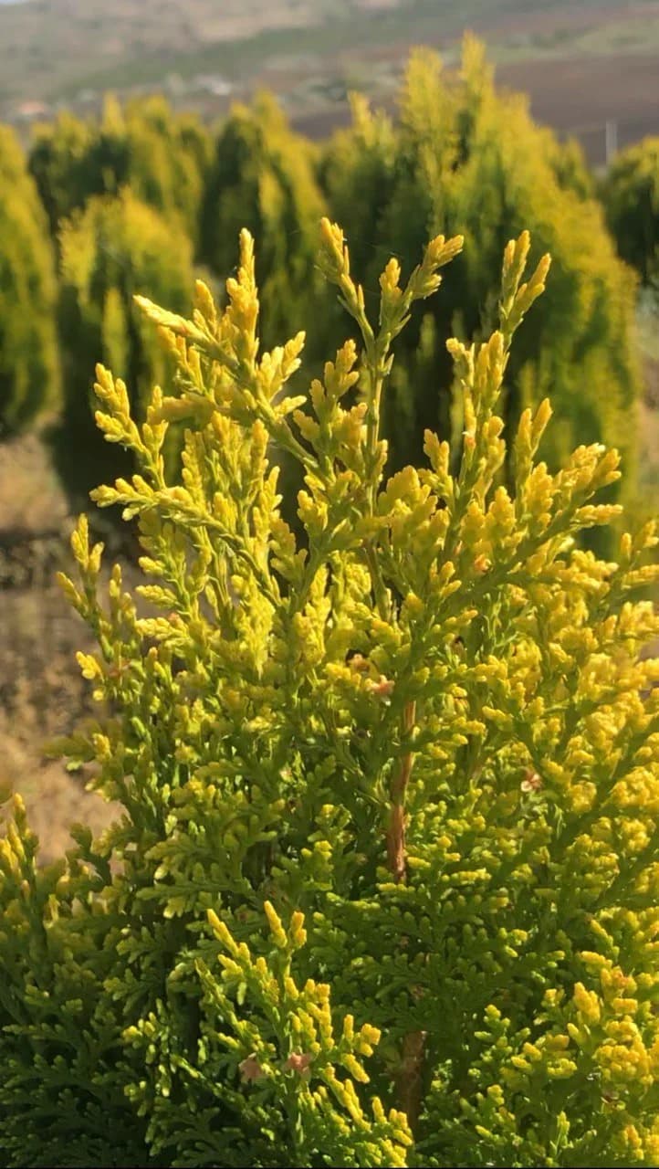 Туя «Pyramidalis Aurea»