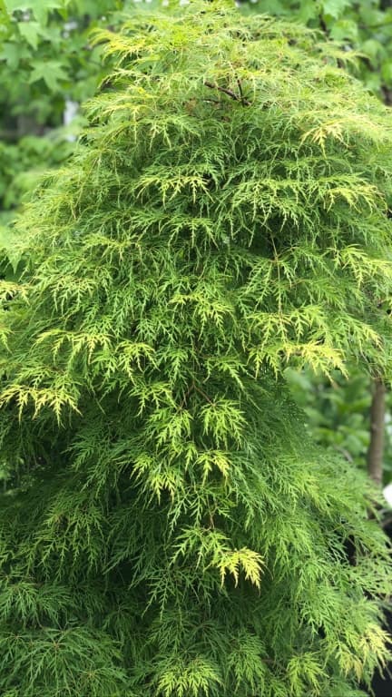 Acer palmatum "Garnet' (Artar palmat Pa)