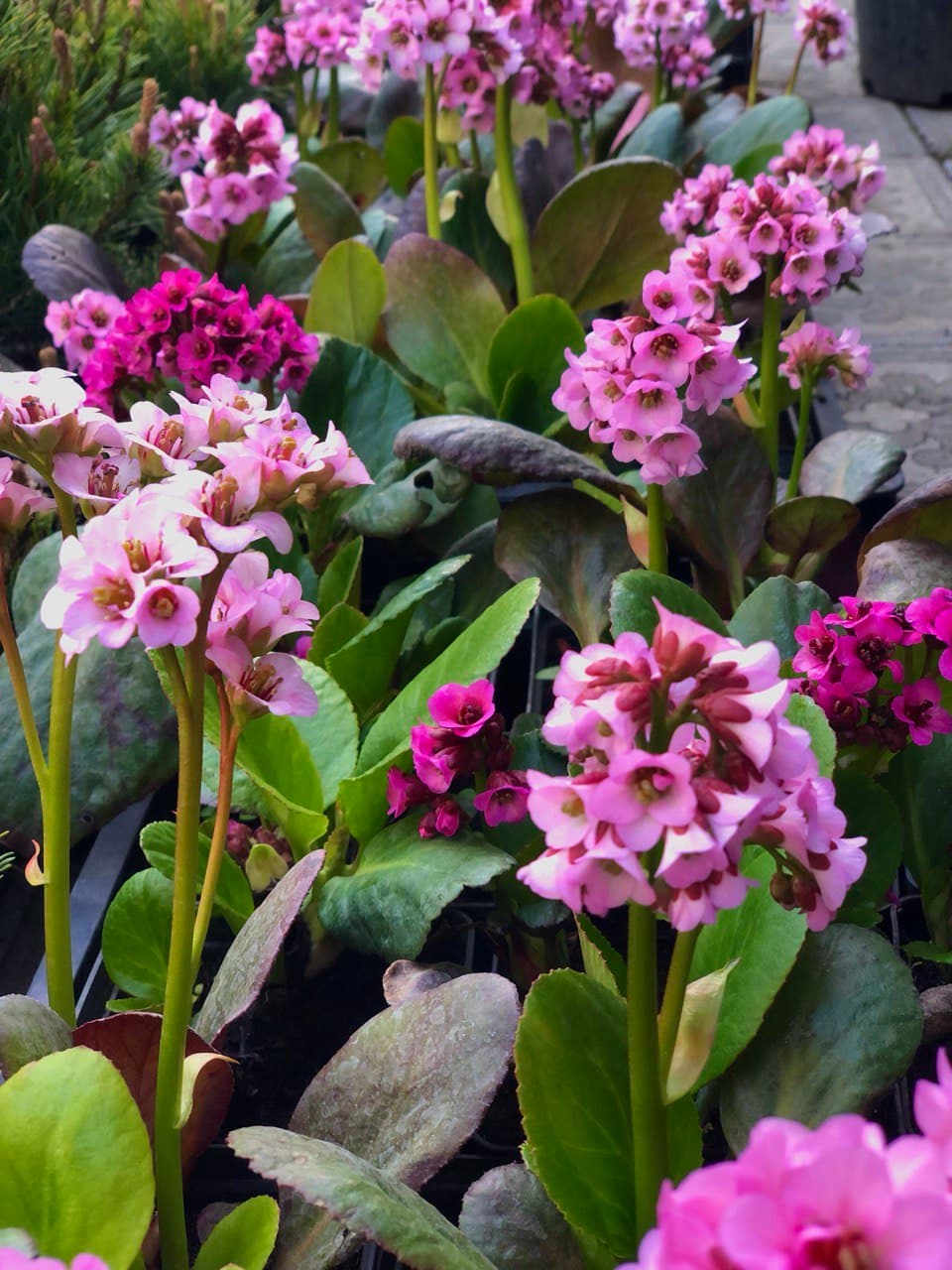 Bergenia