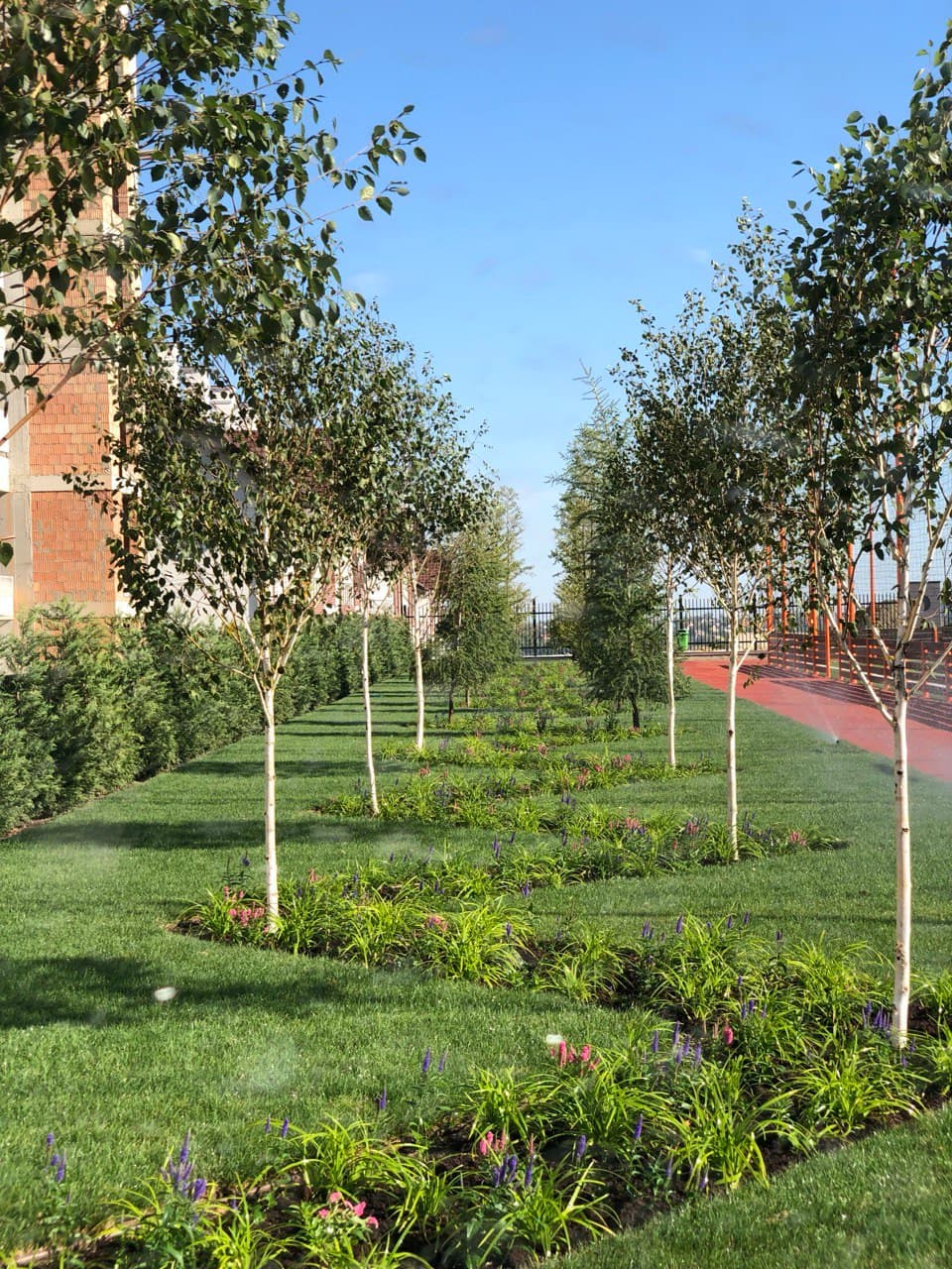 Betula Utilis Doorenbos /Mesteacan/