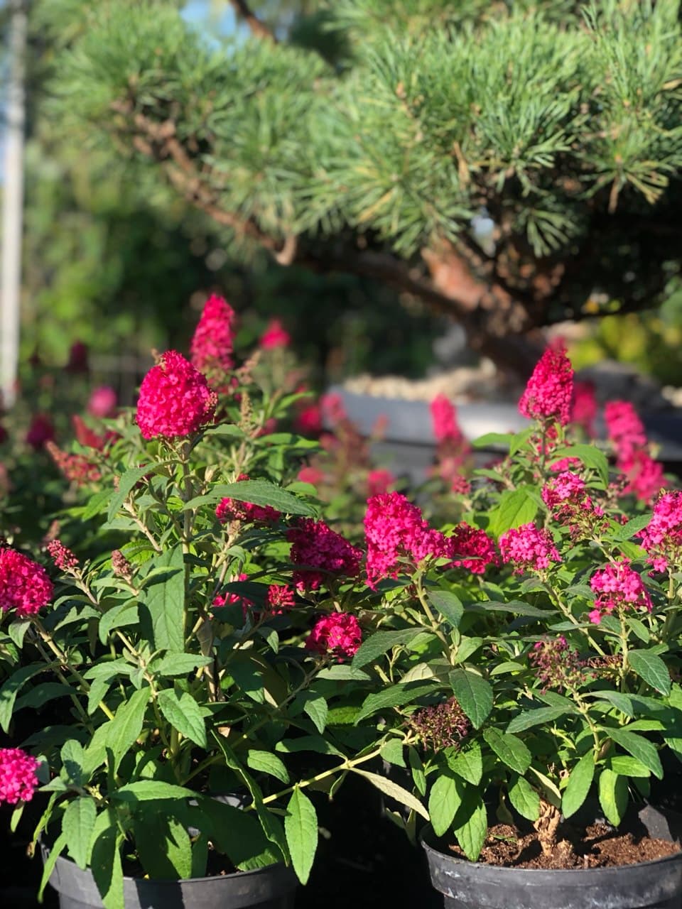 Buddleja davidii