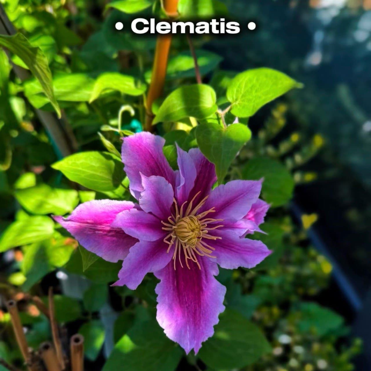 Clematis asortiment