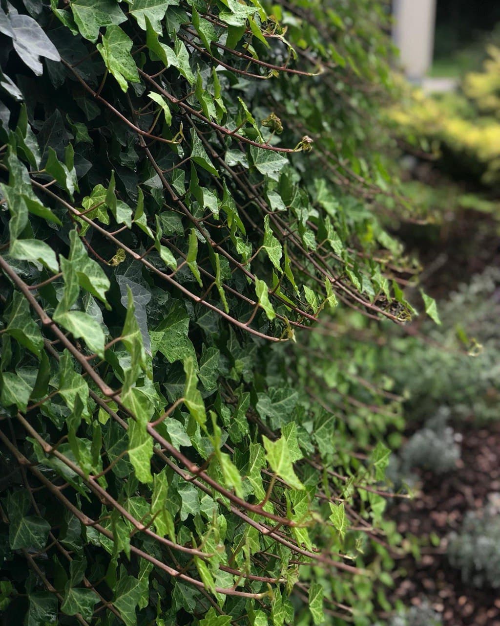 Hedera (iedera)