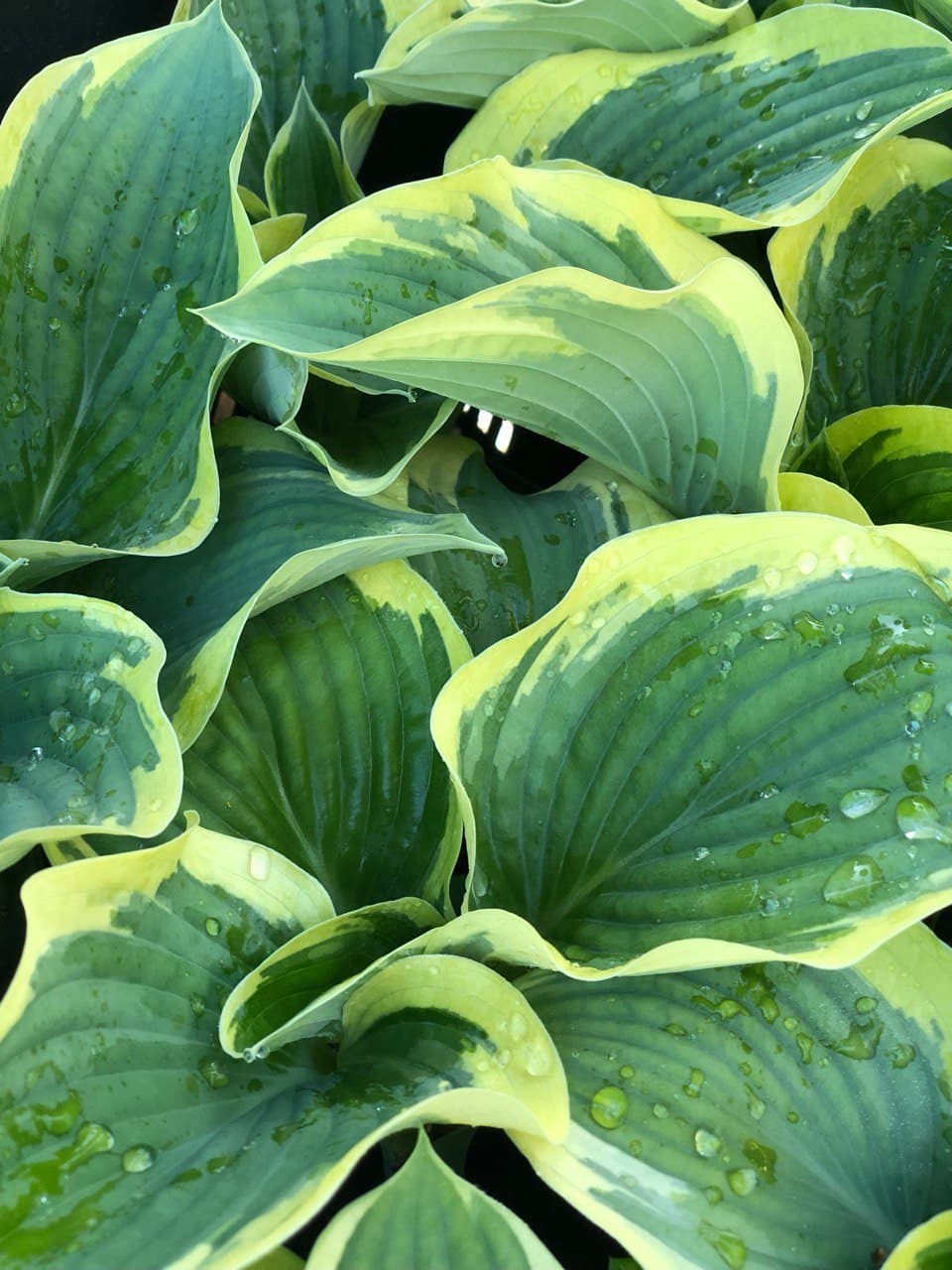 Hosta (asortiment)