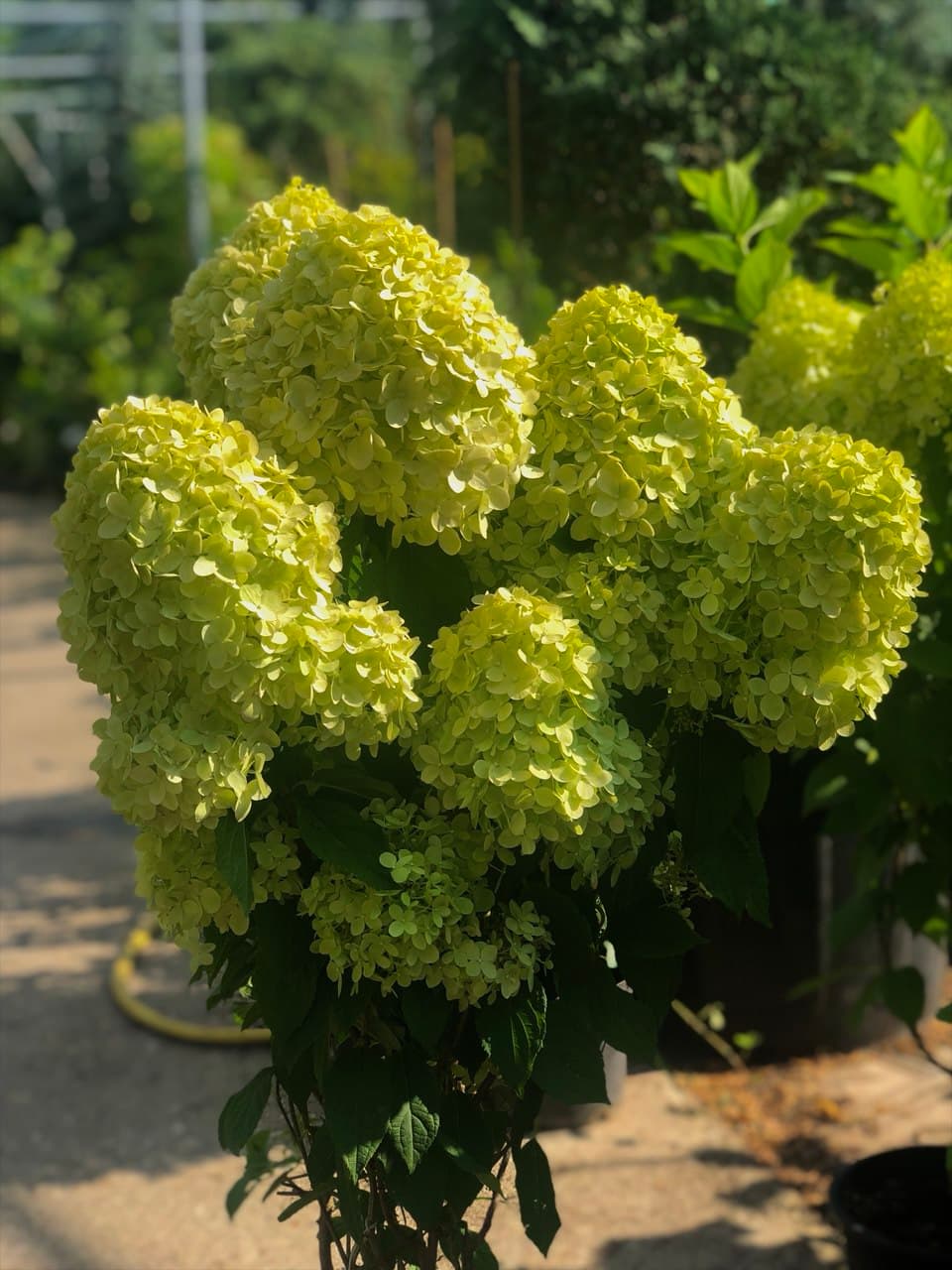 Hydrangea paniculata (asortiment)