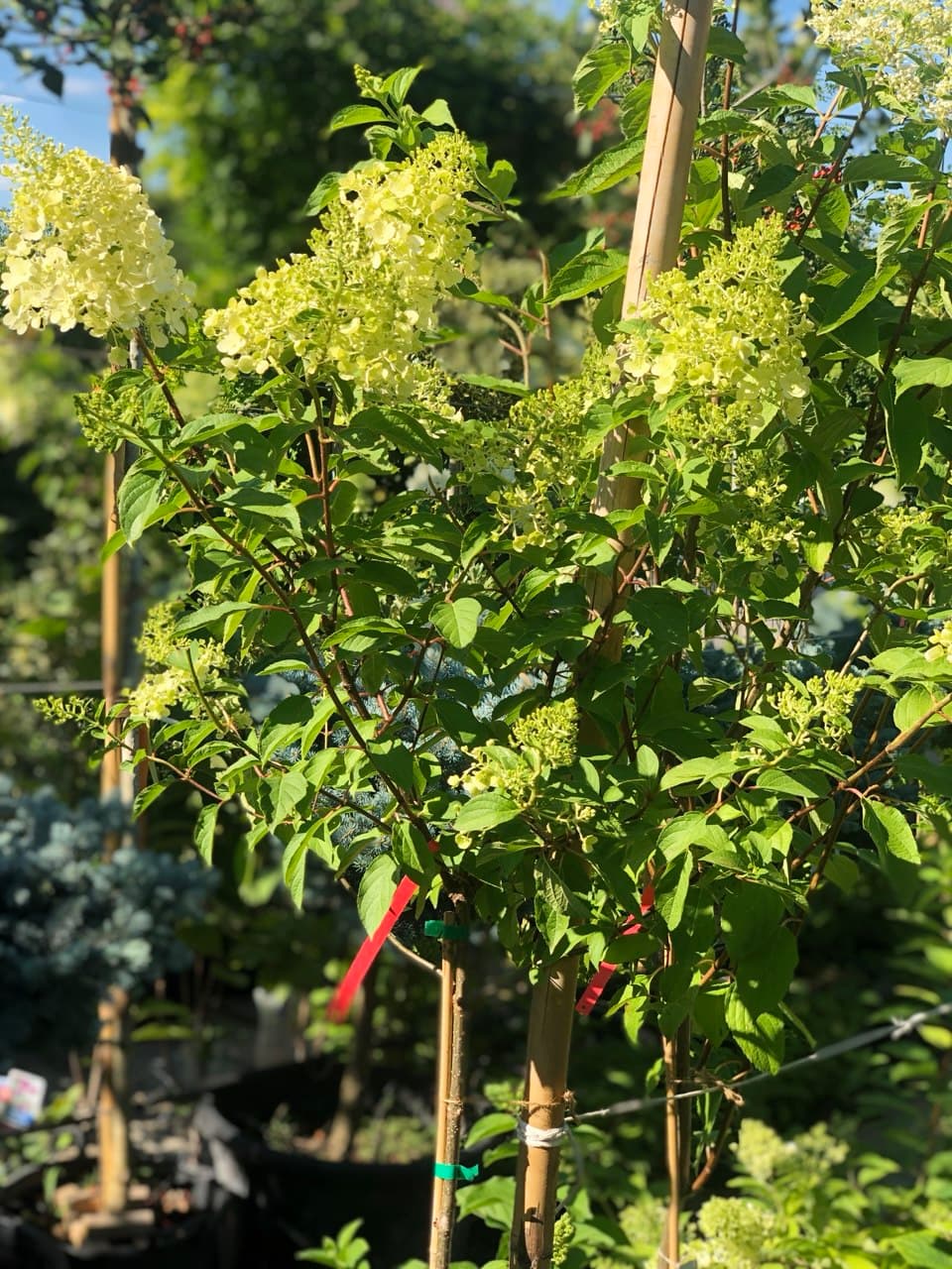 Hydrangei altoite pe trunchi