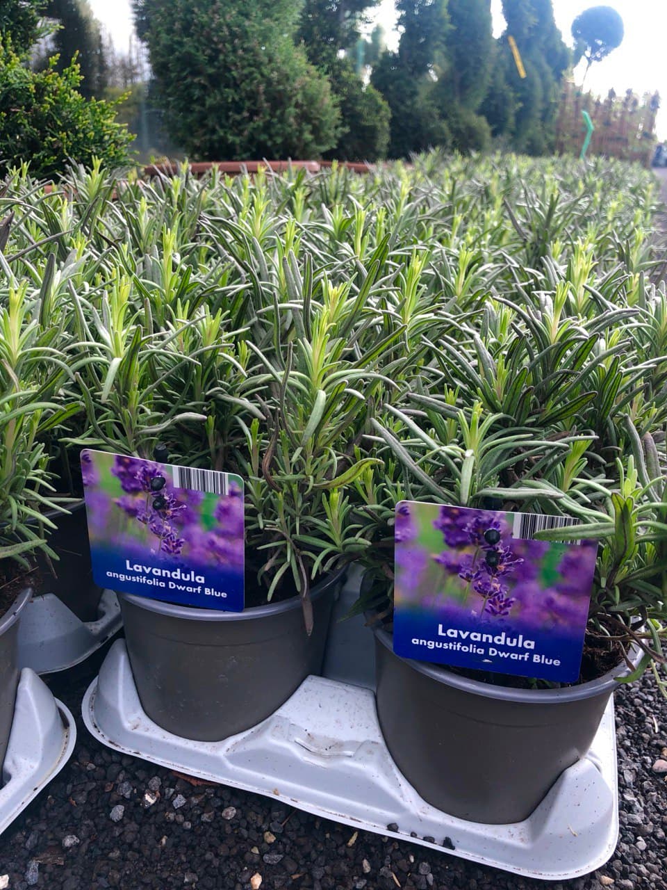Lavandula angustifolia