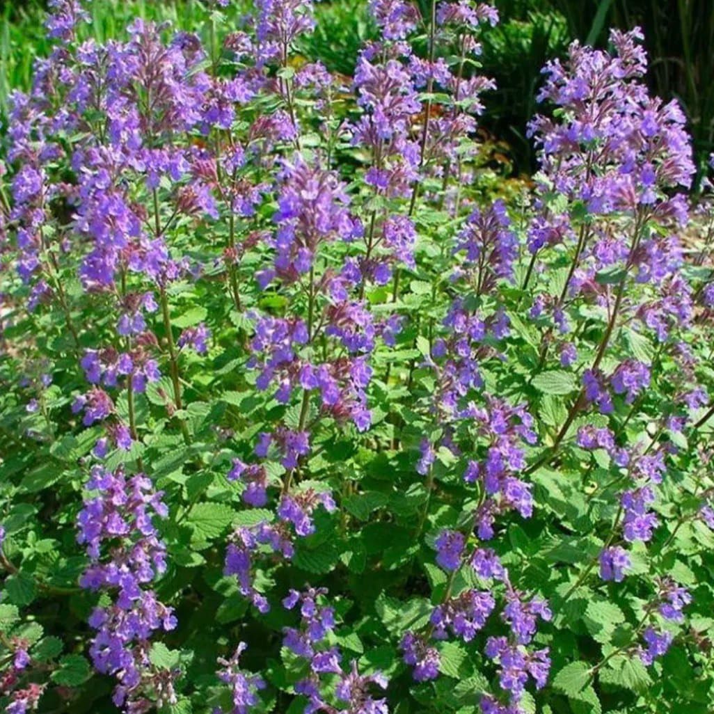 Nepeta kubanica Neptune