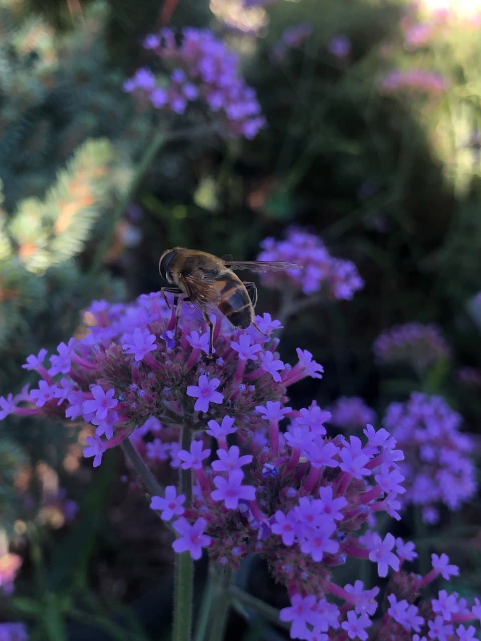 Verbena bonariensis