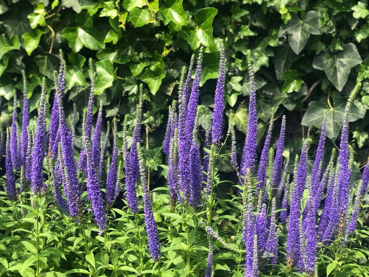 Veronica spicata