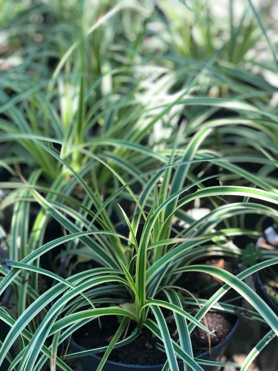 Carex morrowii