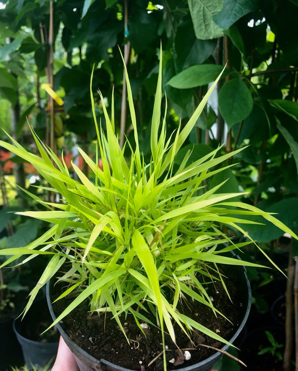 Hakonechloa macra