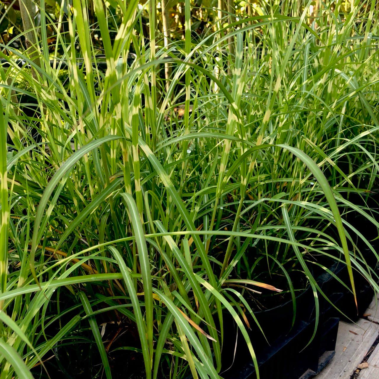 Miscanthus sinensis Little Zebra