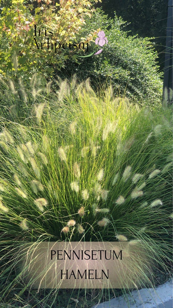 Pennisetum  Hameln
