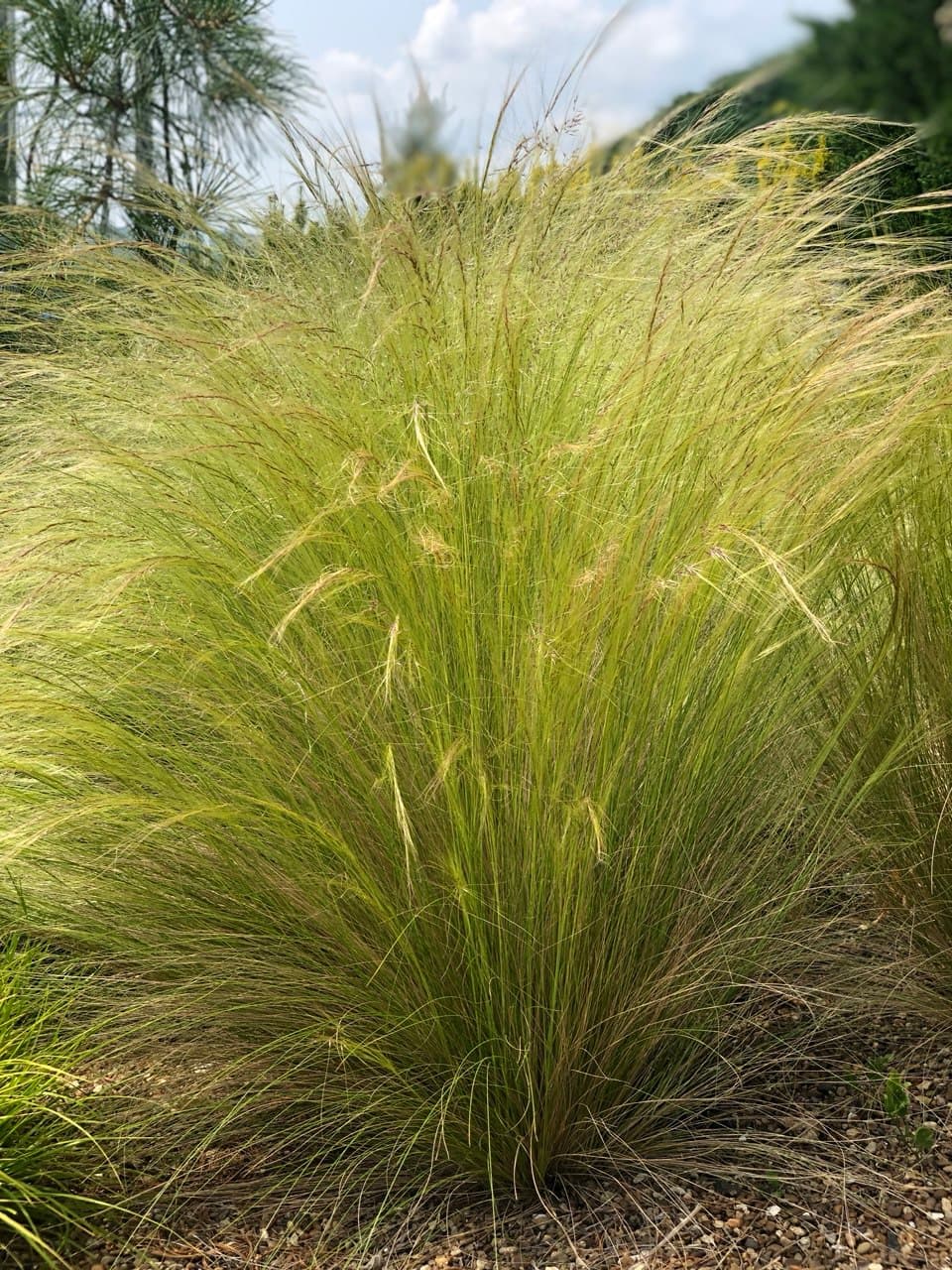 Stipa tenuissima Pony Tails