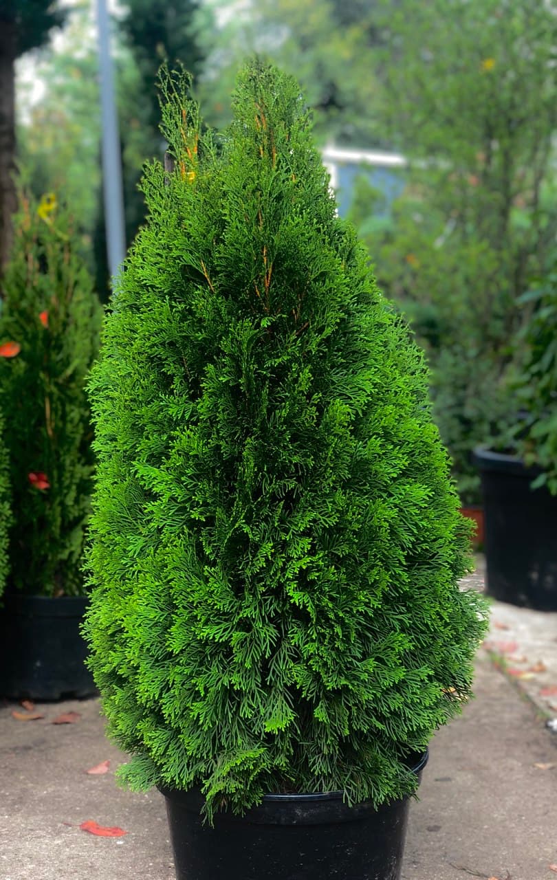 Thuja Smaragd