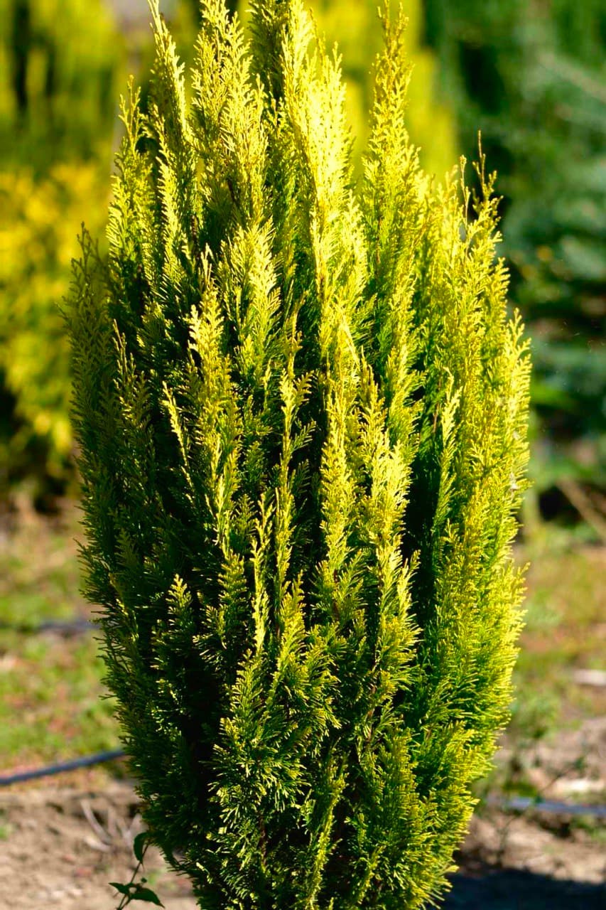 Chamaecyparis  Aurea