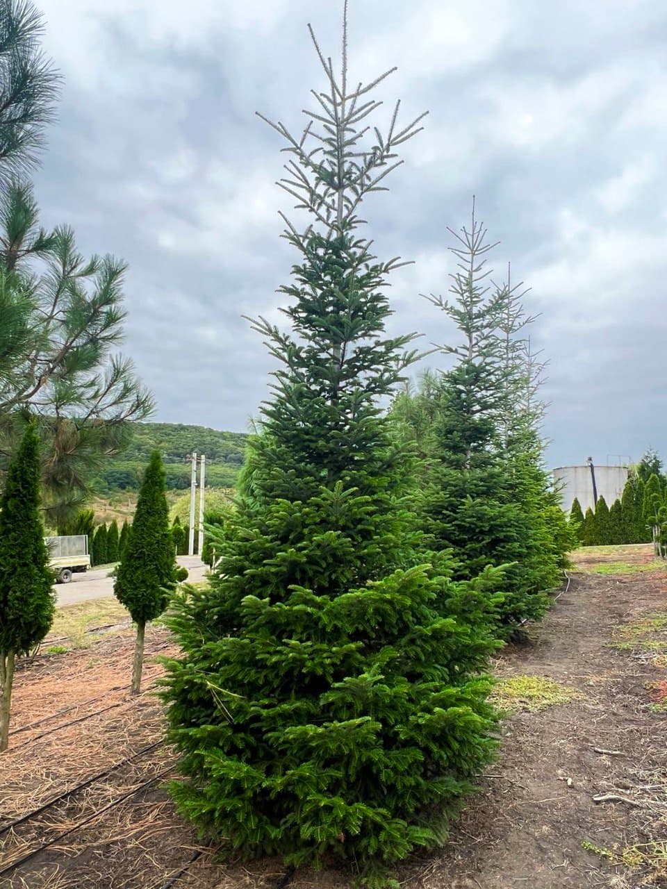 Abies Alba