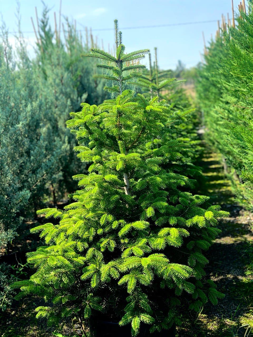 Abies Nordmanniana