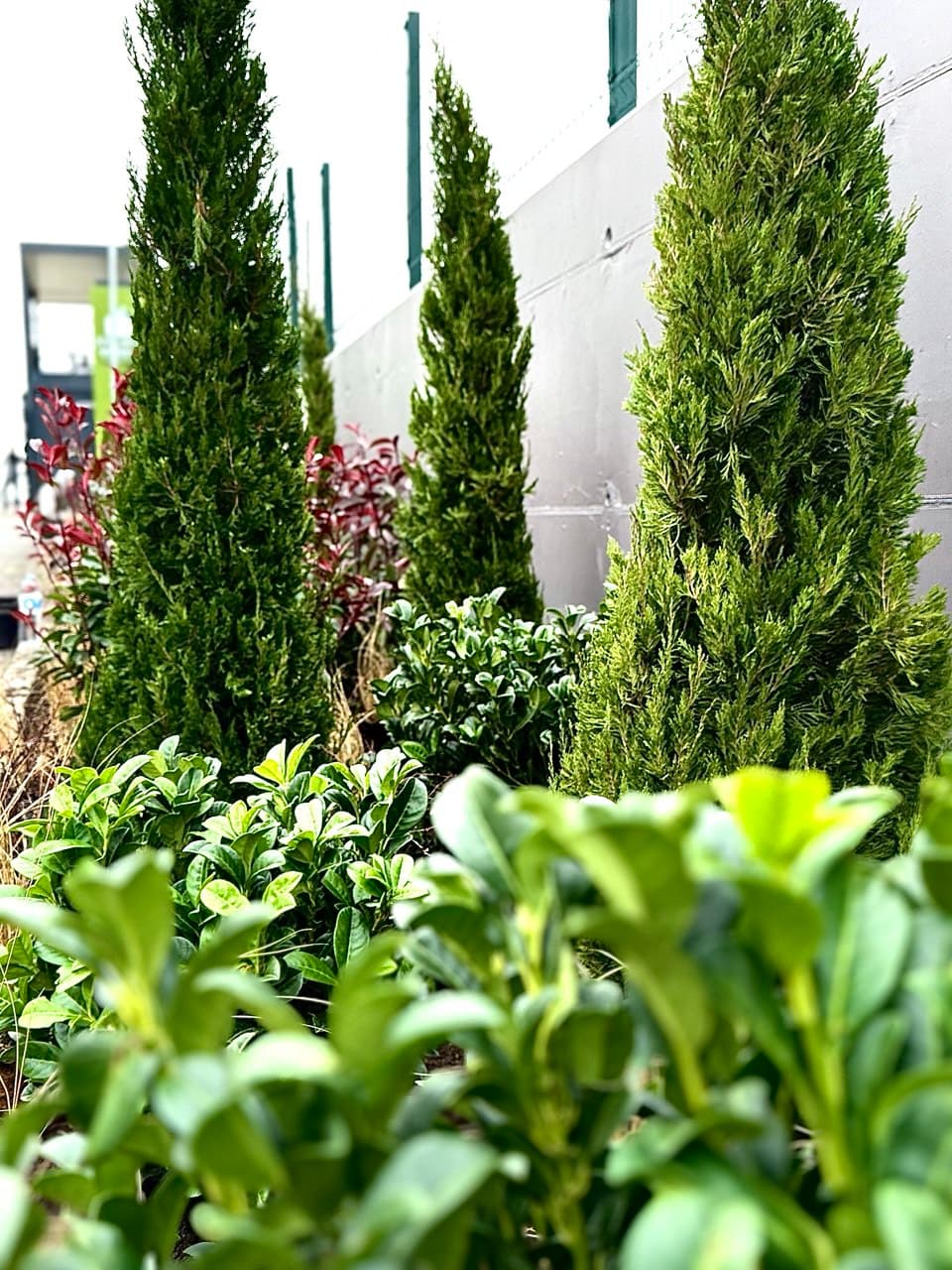 Juniperus Spartan