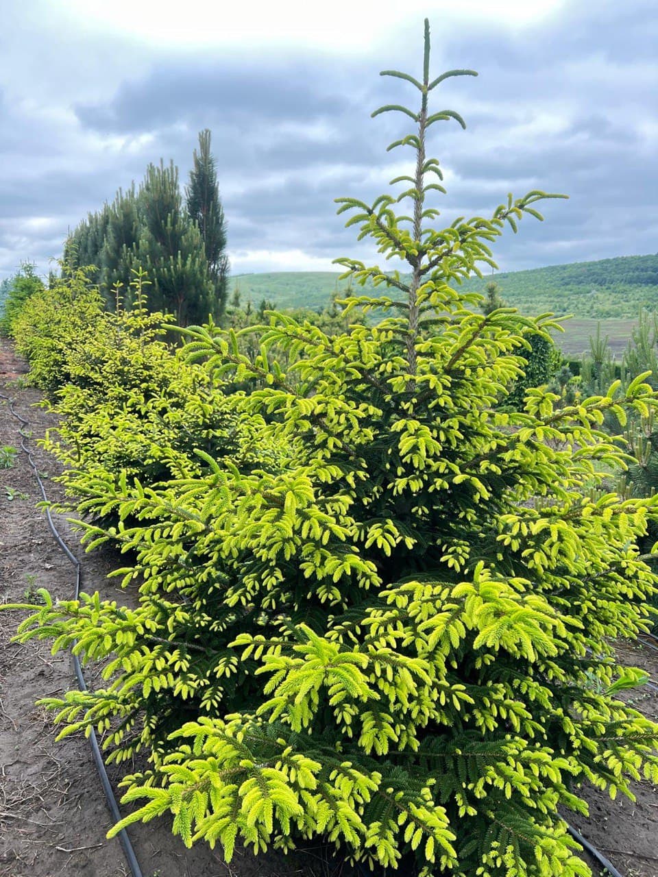 Picea Aureospicata