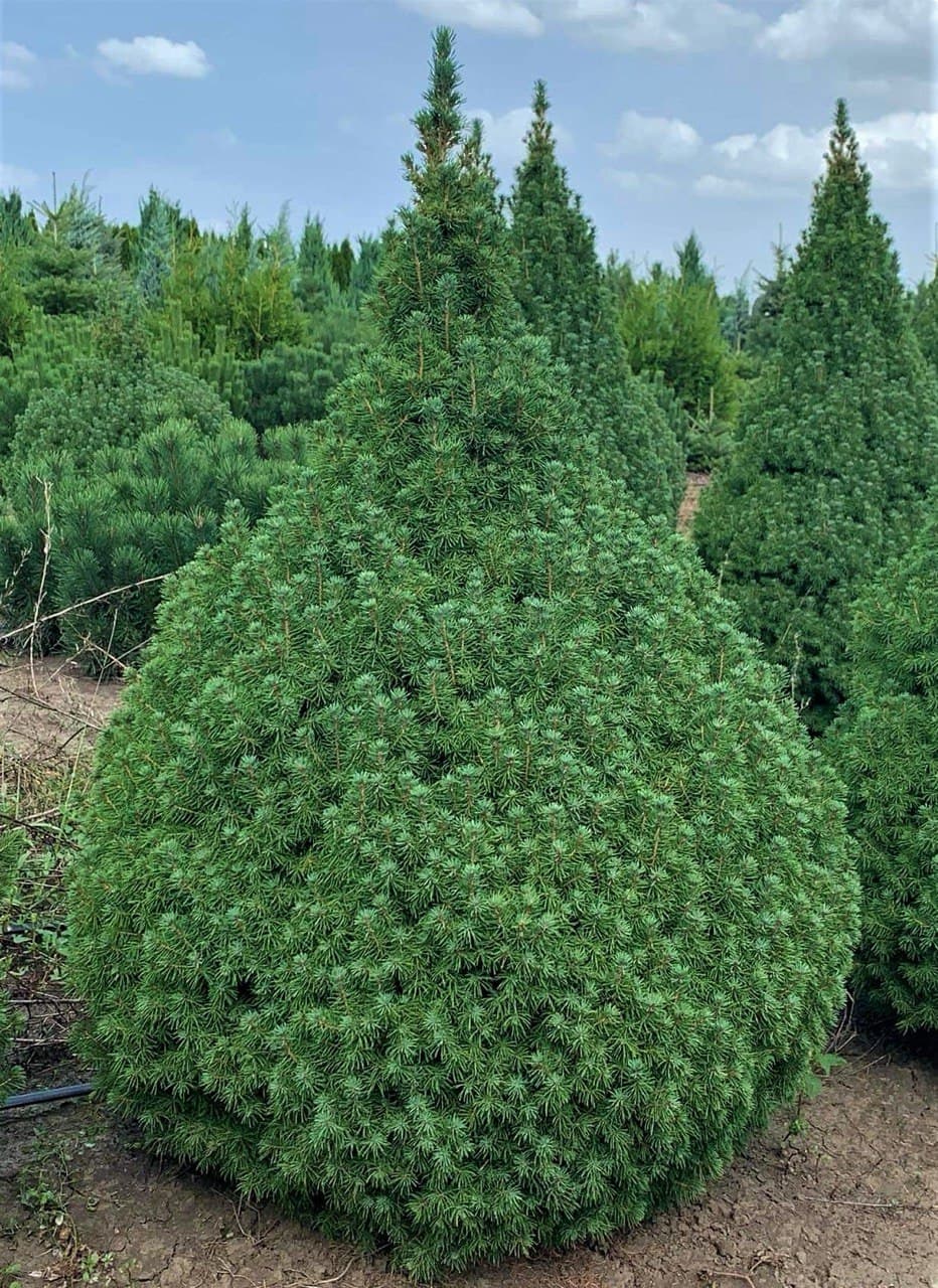 Picea Conica