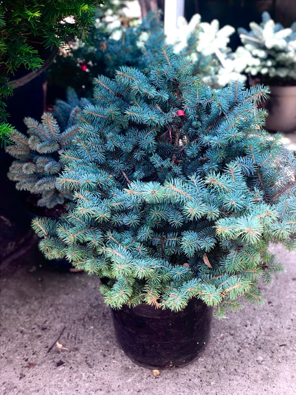 Picea Glauca Globosa