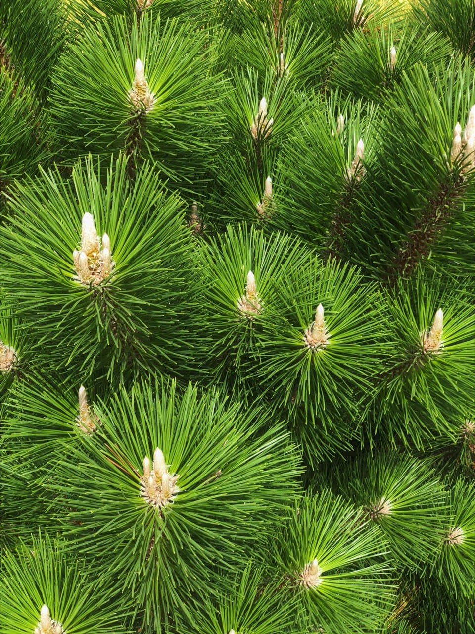 Pinus Hornibrokiana