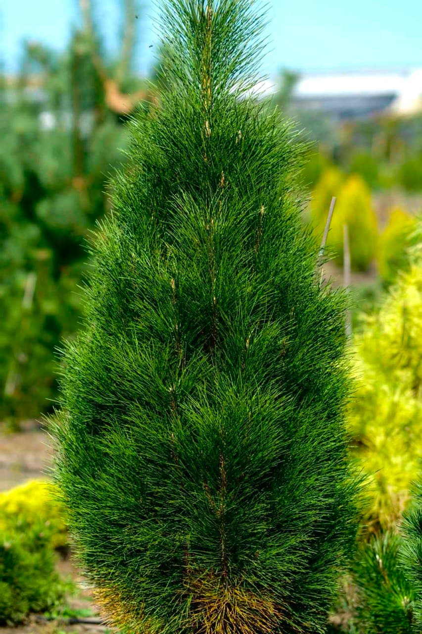 Pinus Pyramidalis